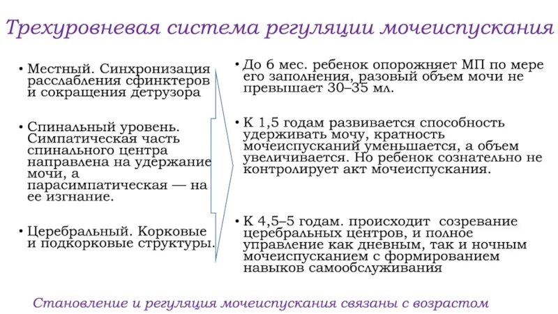 Регуляция мочеиспускания. Механизм регуляции мочеиспускания. Особенности регуляции мочеиспусканий у детей. Особенности регуляции мочеиспускания. Раскройте механизмы регуляции мочеиспускания