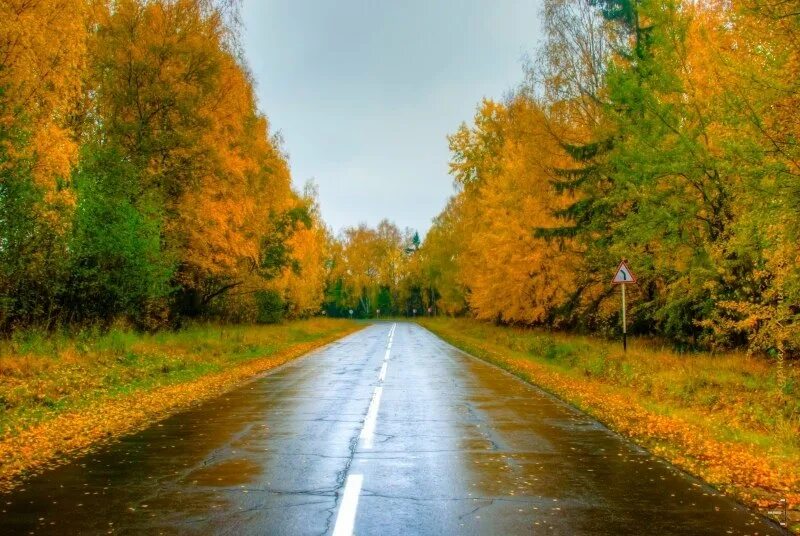 Круг по осенней дороге домой. Дорога в осень. Осень вдоль дороги. Осень лес дорога. Осенняя дорога в лесу.