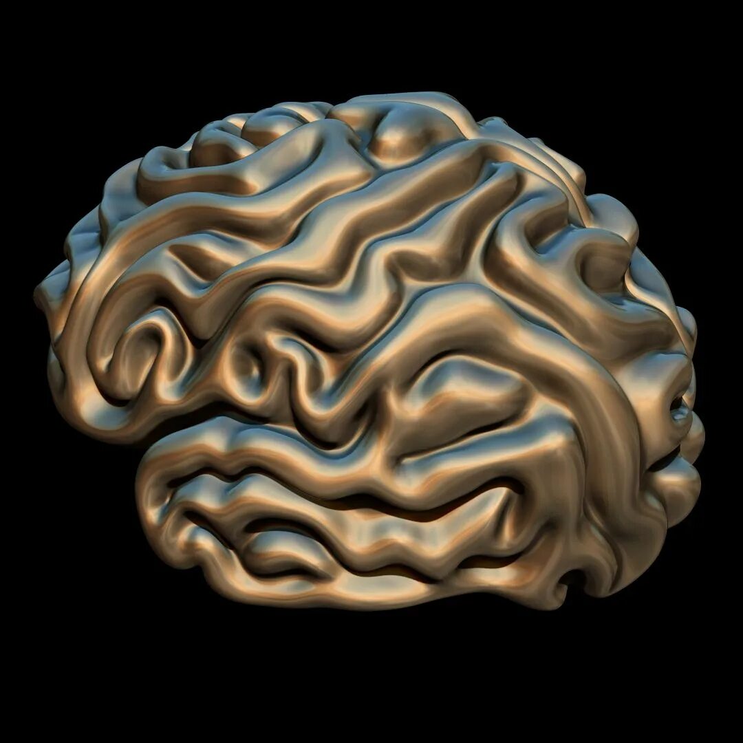 Brain model. Макет мозга.