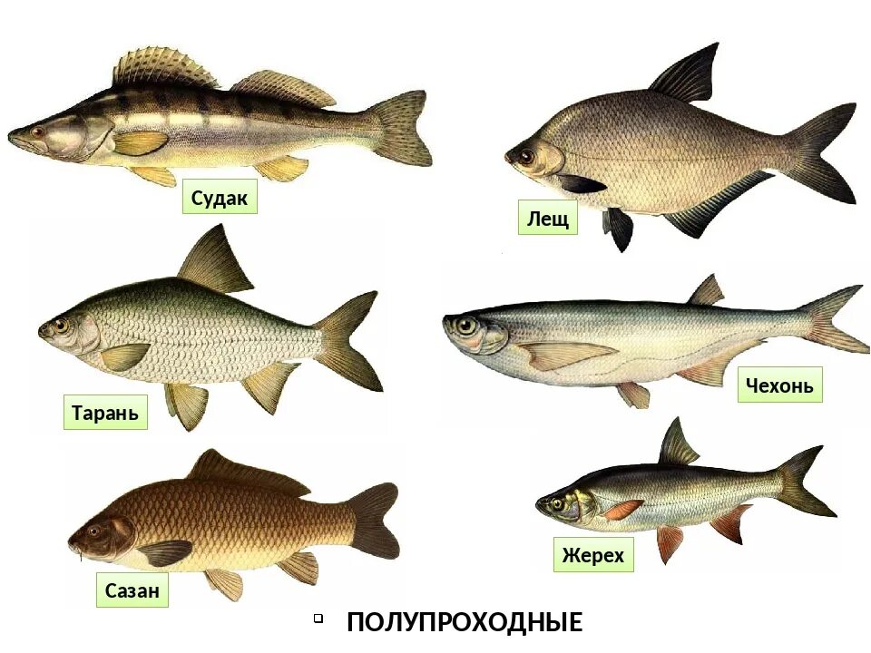 Какие рыбы в астраханской области. Виды рыб в Волге. Рыбы которые водятся в Волге. Порода рыб обитающих в Волге. Озерные рыбы.