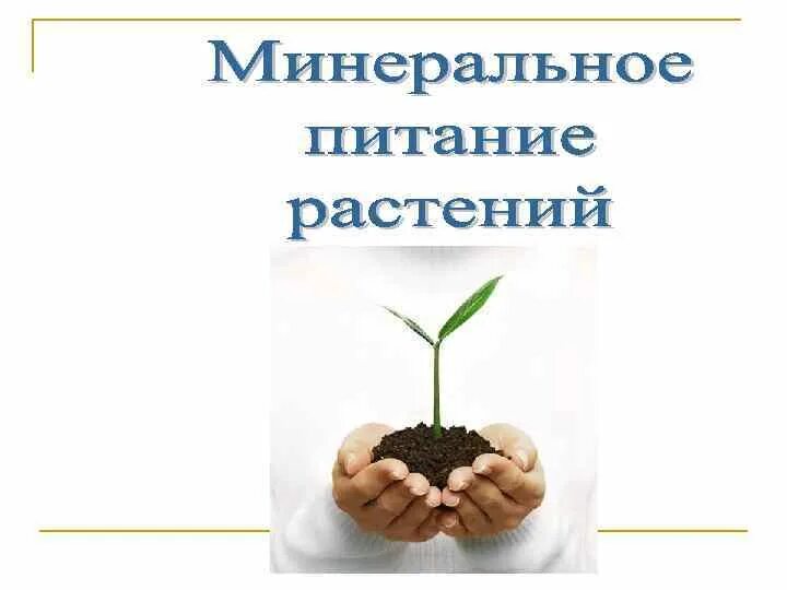 Питание растений. Минеральное питание растений. Почвенное питание растений. Минеральное питание растений уакласс.