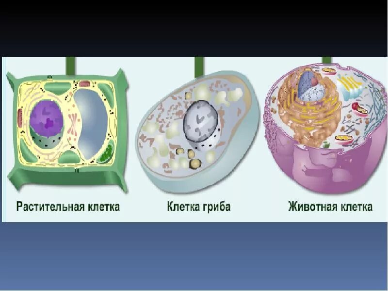 Клетка растения. Растительная клетка. Клетки растений животных грибов и бактерий. Строение клетки гриба. Клетки растительные животные бактериальные грибные