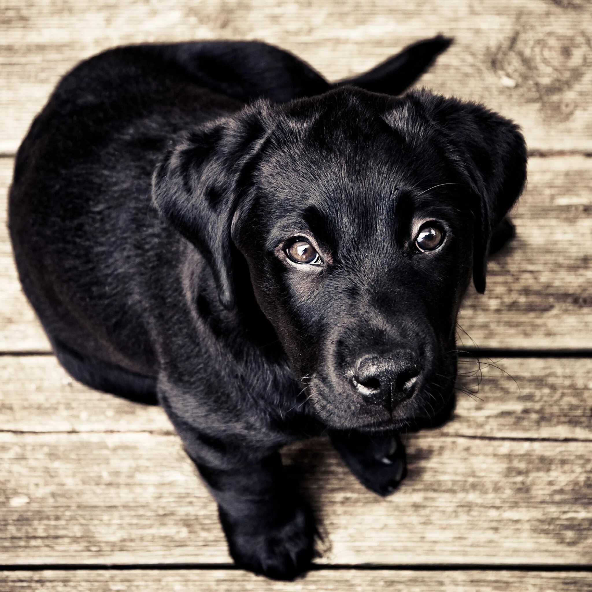 Имена черных щенков. Лабрадор черный щенок. Черный лабрадор фото. Лабрадор черного цвета. Собака на черном фоне.