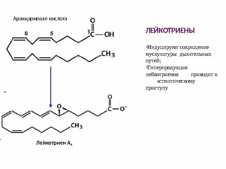 Арахиновая кислота арахидоновая кислота. Арахидоновая кислота структурная формула. Строение арахидоновой кислоты. Арахидоновая кислота структурная. Формула арахидоновой кислоты