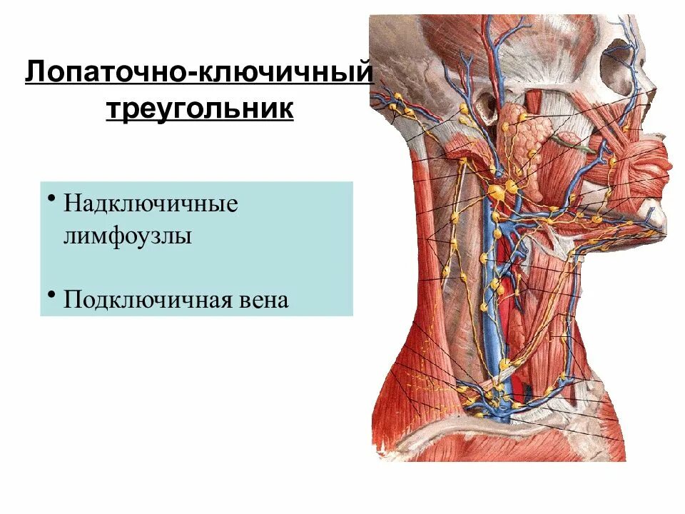 Лимфоузлы и мышцы. Лопаточно-ключичный треугольник топографическая анатомия. Лопаточно трапециевидный треугольник шеи. Лопаточно ключичный треугольники шеи анатомия. Лопаточно ключичный апоневроз Рише.