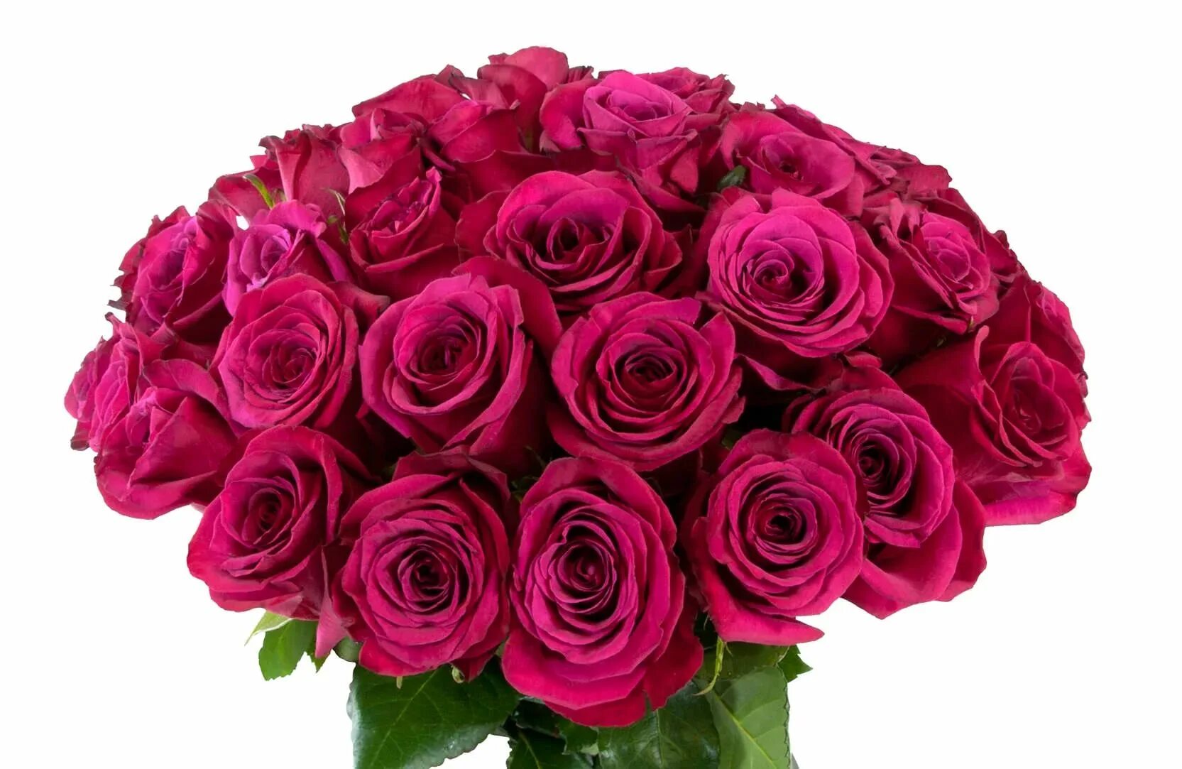 Замечательные розы. Розы Эквадор 51шт фуксия.