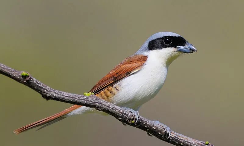Родич воробья 9 букв. Рыжий воробей passer rutilans. Родич воробья 9 букв. Родич воробья 9 букв. Домовый воробей воробьиные.