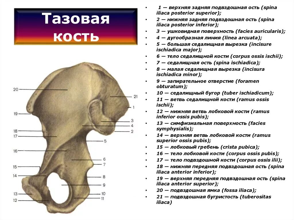 Подвздошная кость нижней конечности. Анатомические структуры тазовой кости. Тазовая кость вид изнутри строение. Анатомическое строение тазовой кости. Строение таза подвздошная кость.