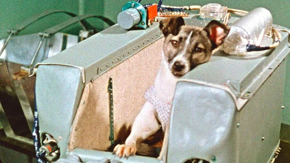 Первое животное совершивший орбитальный полет. Лайка первый космонавт. Собака лайка 1957. 1957 Лайка в космосе. Первая собака в космосе лайка.