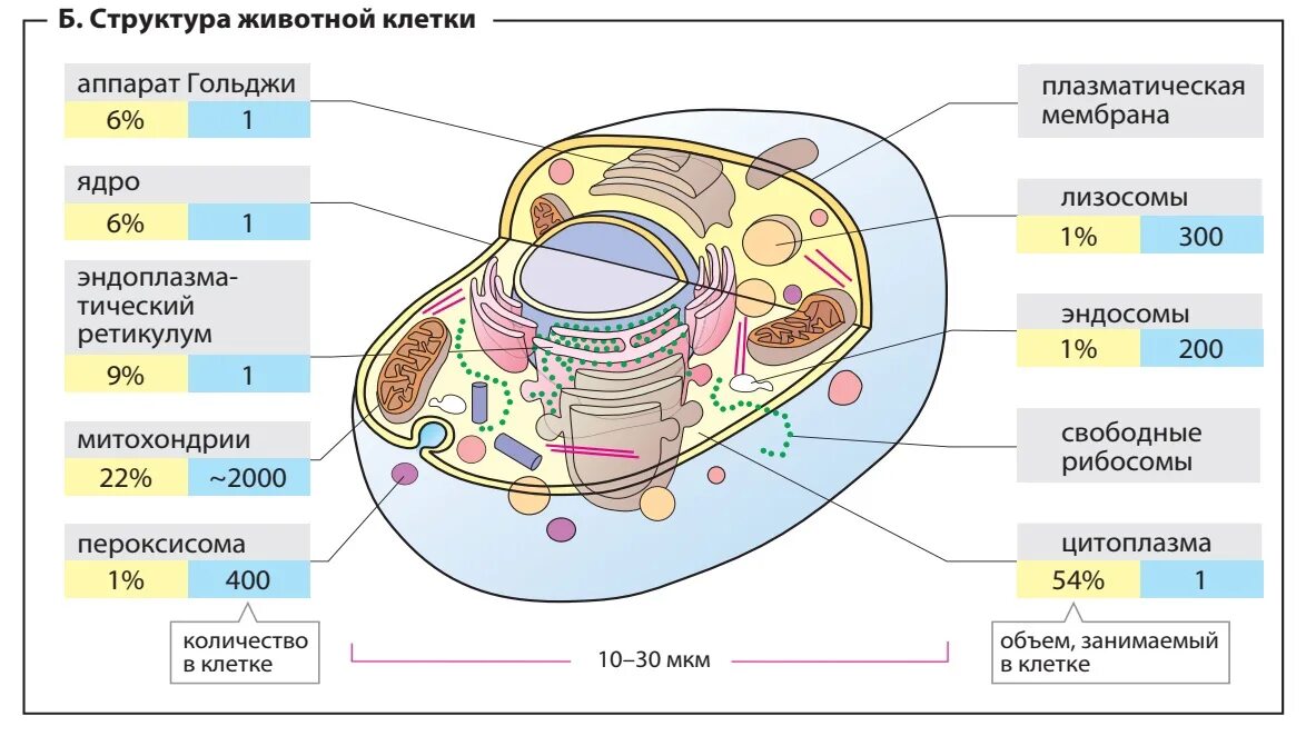 Новые программы по биологии 2023 2024. Строение животной клетки ЕГЭ биология 2023. ЕГЭ биология строение животной клетки теория. Структура животной клетки. Схема строения животной клетки.