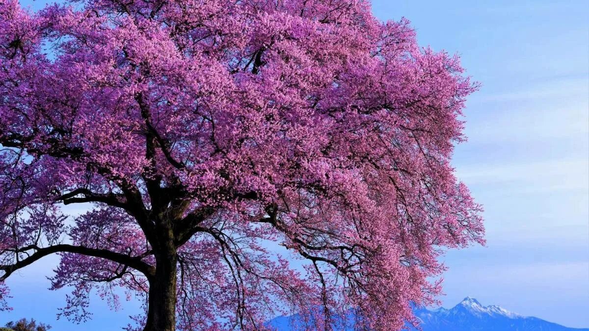 Сакура дарахт. Цветущая Сакура дерево. Весеннее дерево. Розовое дерево.
