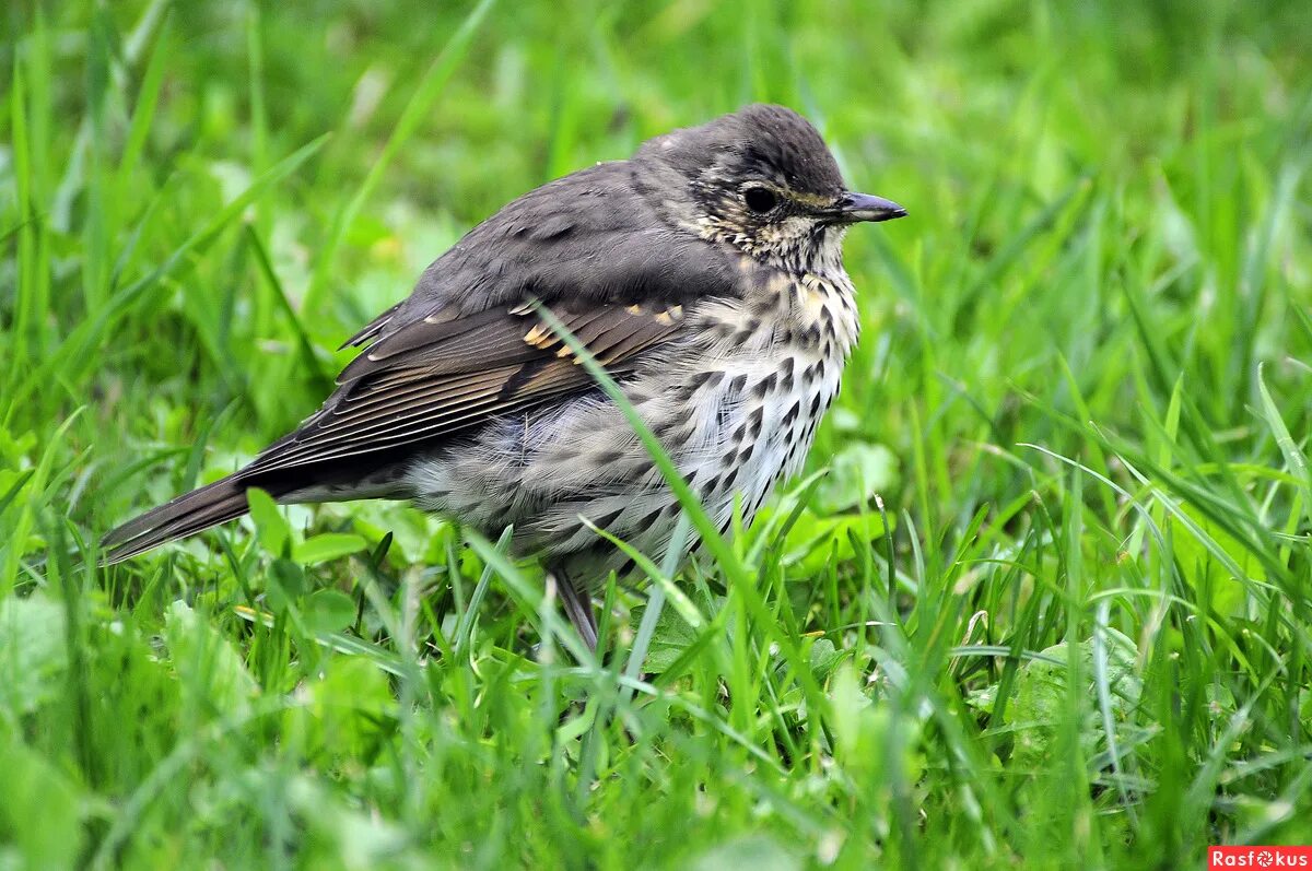 зеленый дрозд. лесные птицы дрозд. дрозд землянник. поющий дрозд фото. дрозд-рябинник фото.
