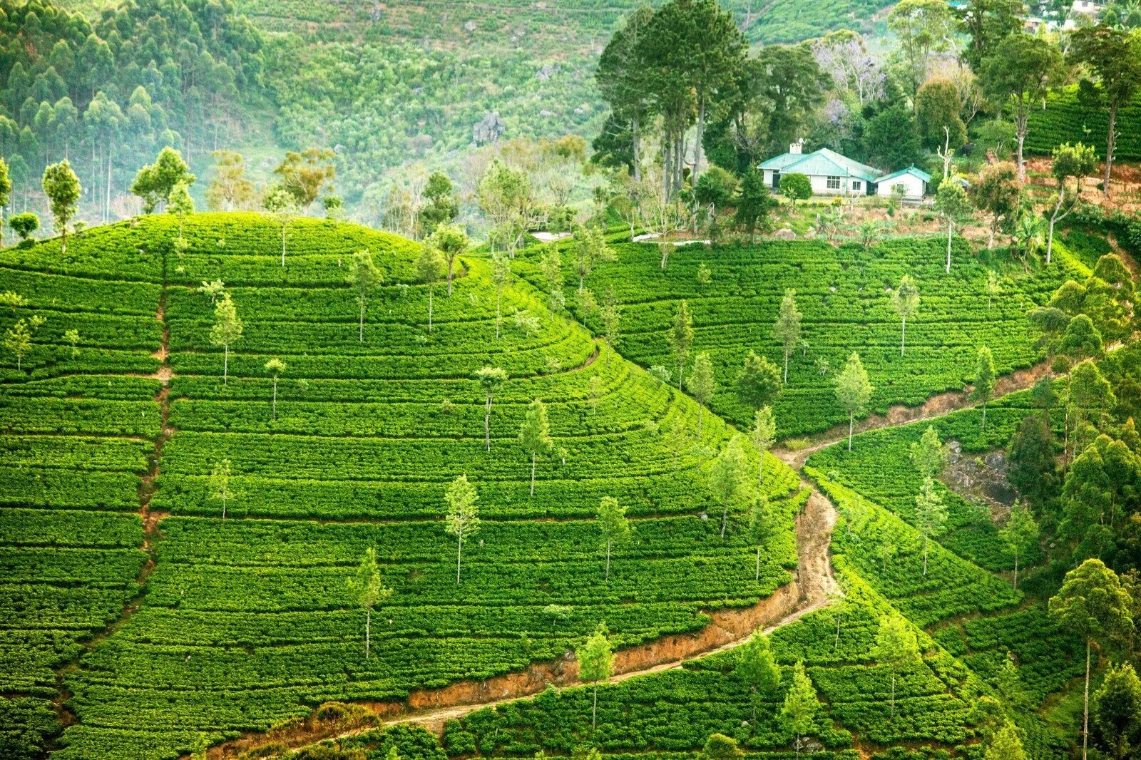 Остров Цейлон чайная плантация.. Шри Ланка чайные плантации. Чайные плантации Цейлона. Цейлонские плантации Шри Ланка. Шри ланка специализация