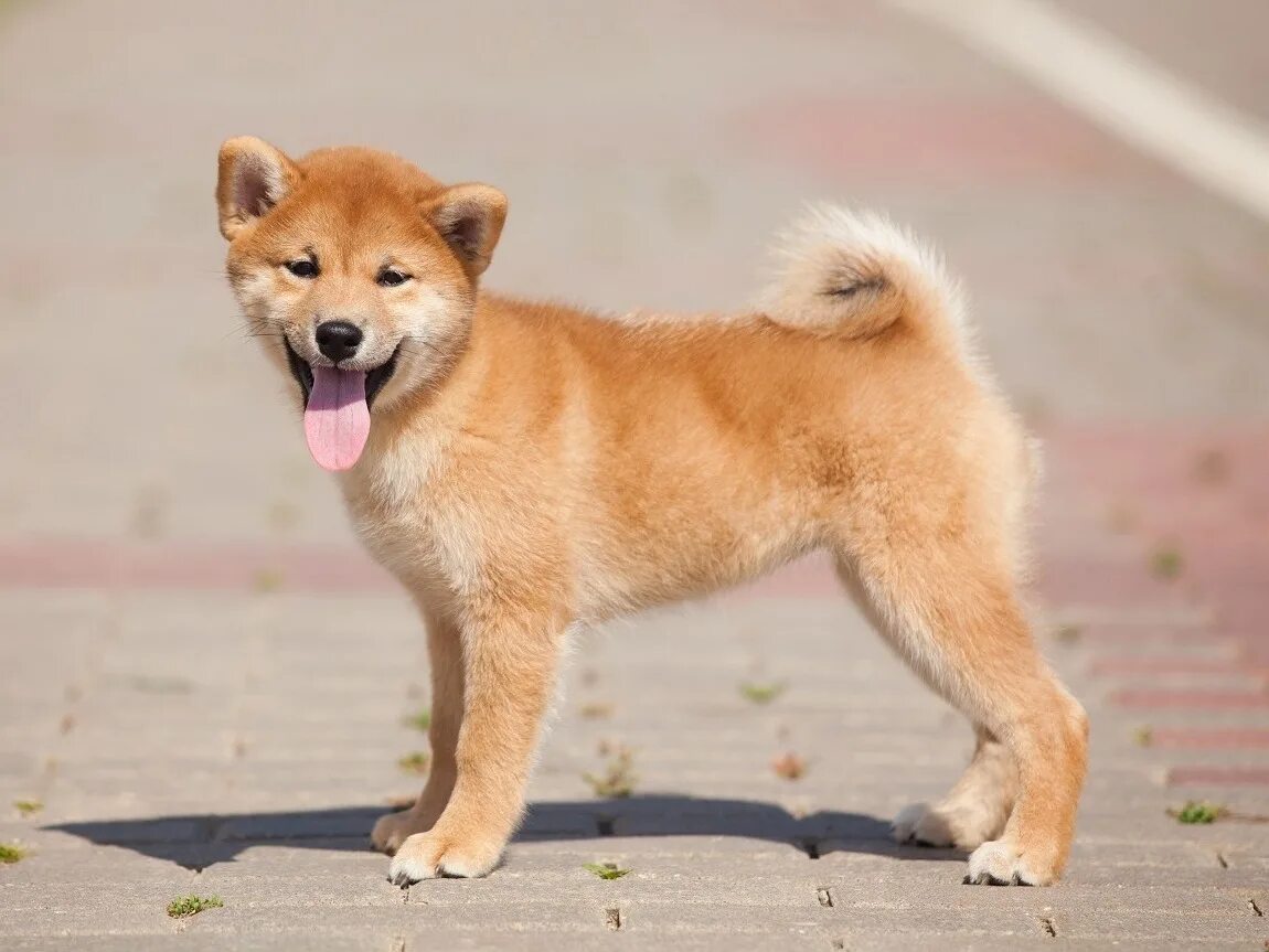карело-финская лайка лайки. карело-финская лайка карликовая. шпиц померанец рыжий. порода сиба ину. как называются маленькие рыжие собаки.