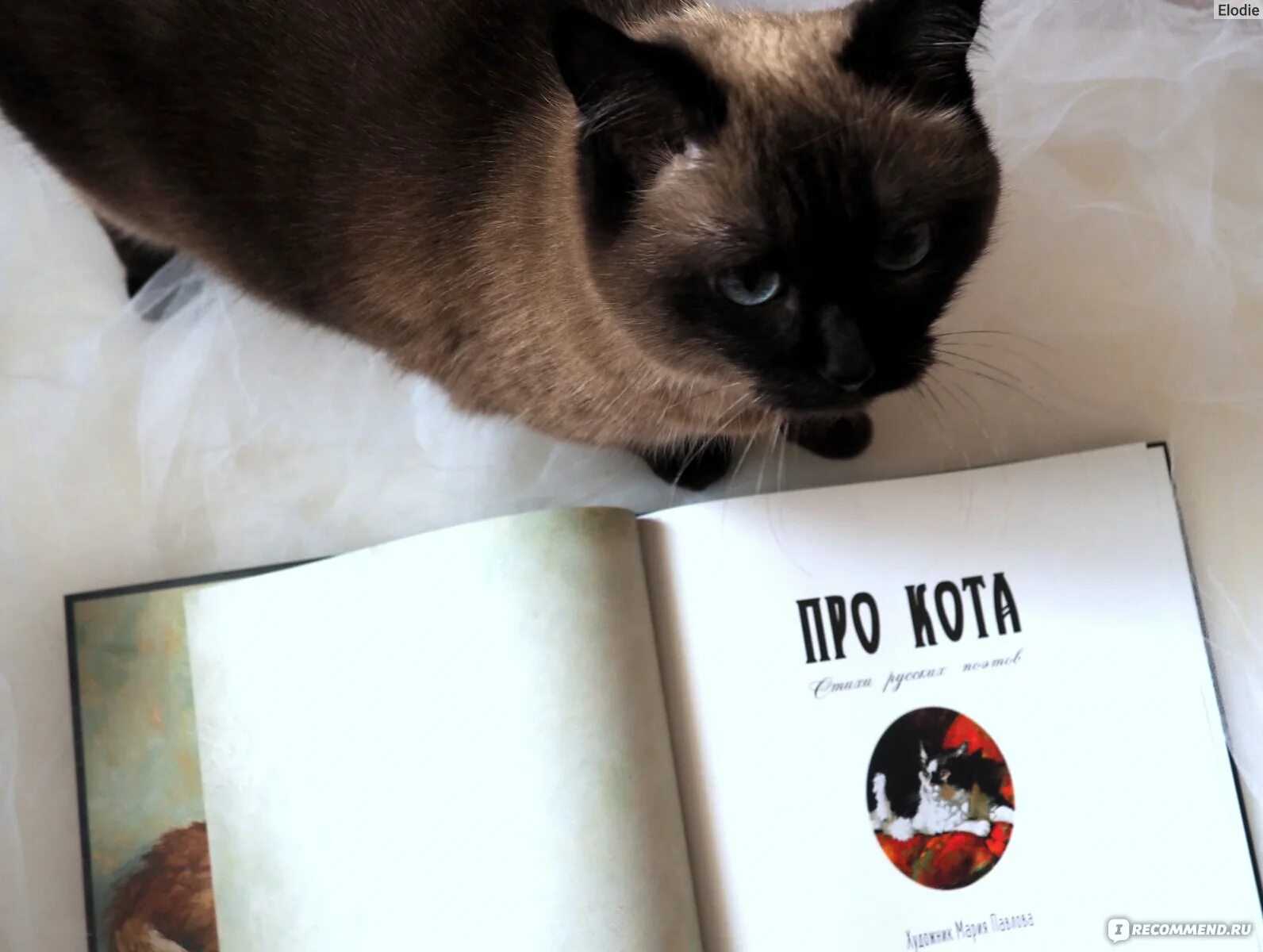 Поэтические с котиками. Classic кот. Чудо от кота......стих. Из жизни котов и кошек фото стихи отзывы.