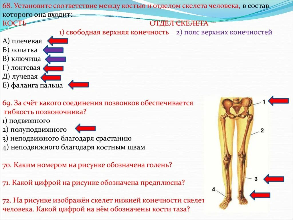 Соответствие между костями и отделами скелета. Установите соответствие между костями и отделами скелета человека. Установи соответствие между костями и отделами. Соответствие между костями и отделами скелета у птиц. Установить соответствие кости скелета человека