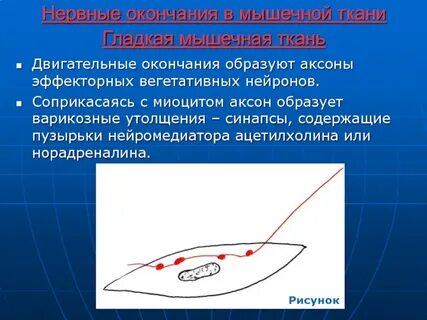 Двигательное окончание нейронов