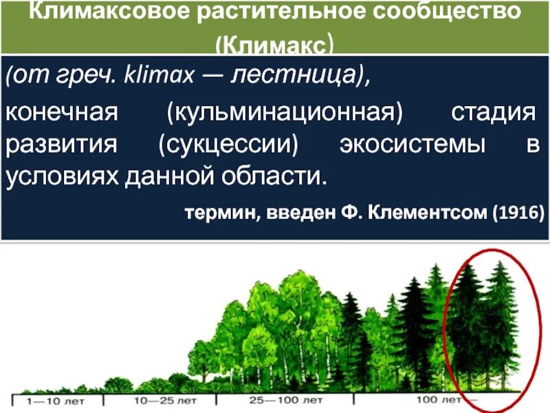 Этапы сукцессии. Стадии развития сукцессии. Этапы вторичной сукцессии. Этапы экологической сукцессии. Развитие биогеоценозов