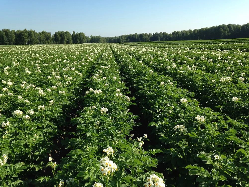 Семена томатов и огурцов фирмы партнер. Набор семян. Агрофирма партнер семена огурцов. Семена седек. Агрофирма сорт.