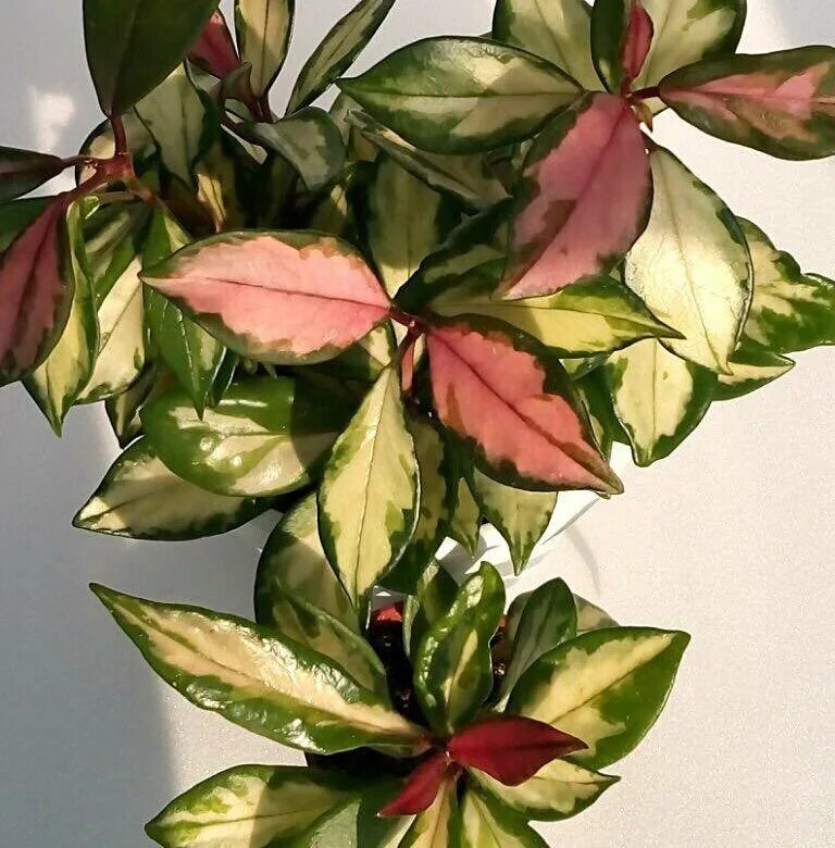 Хойя карноза tricolor. Хойя карноза триколор (hoya tricolor). Хойя карноза экзотика. Хойя карноза триколор. Hoya carnosa tricolor хойя.