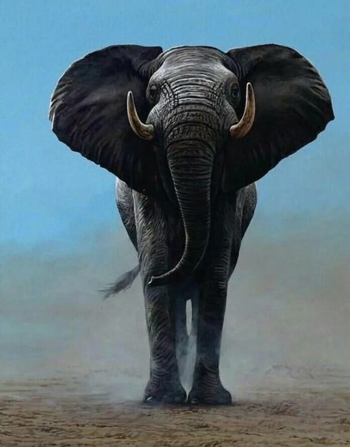Черная слоновая. Черный слой. Черный слон. Африканский слон. Чёрный Африканский слон.