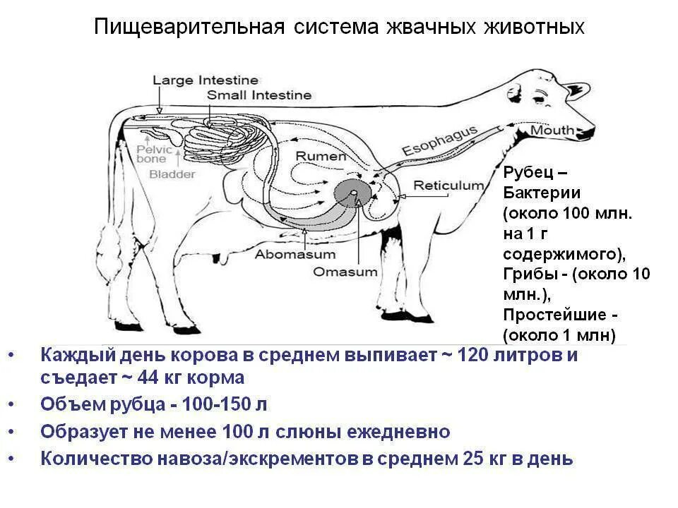 У каких животных короткий кишечник. Пищеварительная система КРС схема. Схема органов пищеварения крупного рогатого скота. Строение пищеварительного тракта КРС. Схема пищеварительного аппарата КРС.