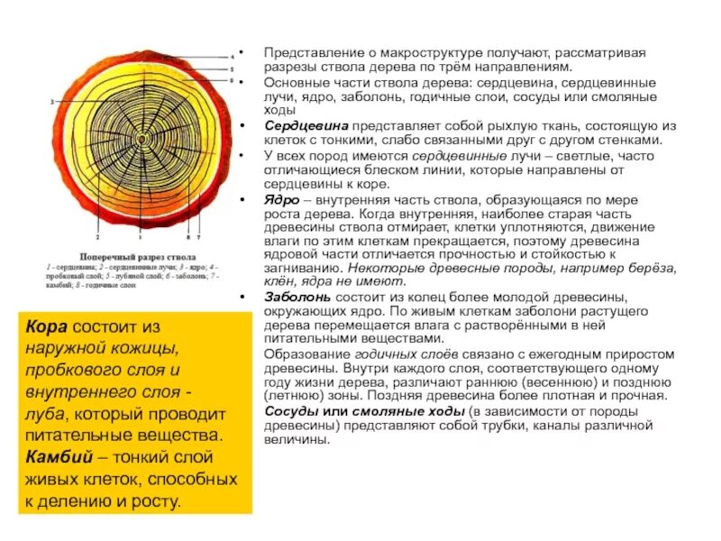 Древесные стебли образуются у. Ядро заболонь сердцевинные лучи. Ствол дерева в разрезе. Строение ствола дерева. Основные части макроструктуры ствола дерева.