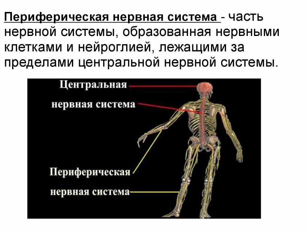 Схема периферической нервной системы. Периферическая нервная система состоит. Периферическая нервная система состоит из. Центральная и периферическая система. Укажите название органа периферической нервной системы человека