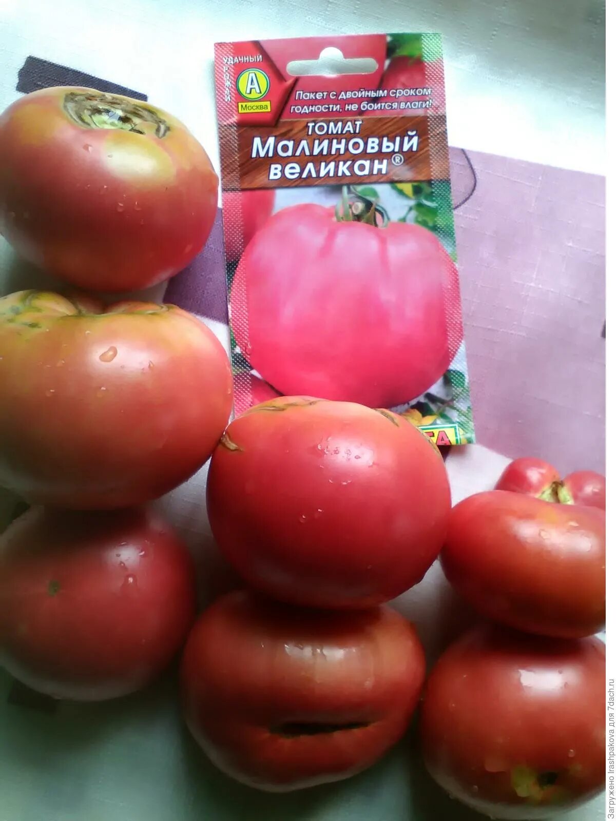 сорт томата малиновый гигант. томат сорт малиновый великан. томат малиновый великан. томат малиновая кубышка. томат сорт исполин.