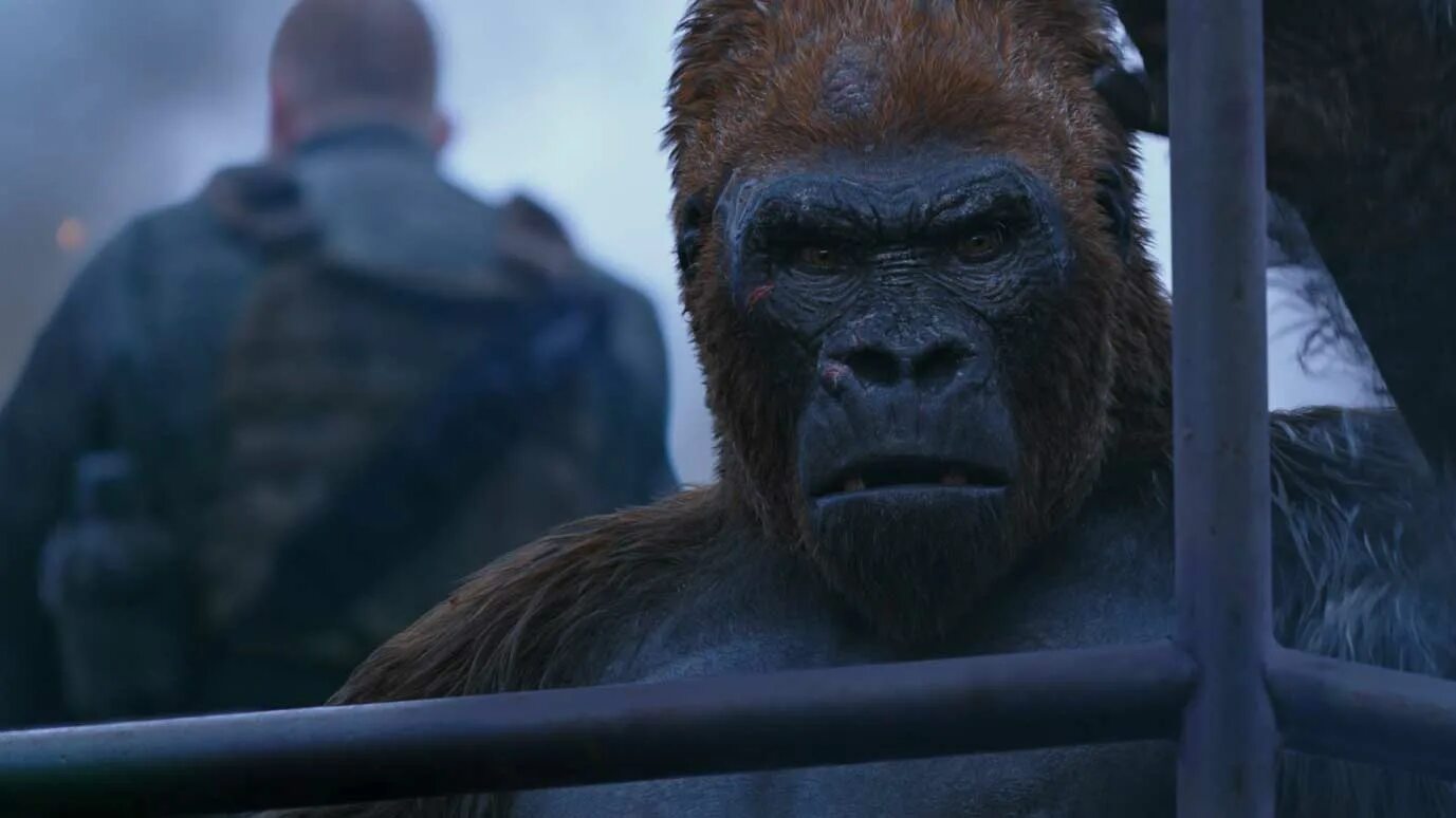 Gorilla trailer. Планета обезьян 2017. Восстание планеты обезьян 3.