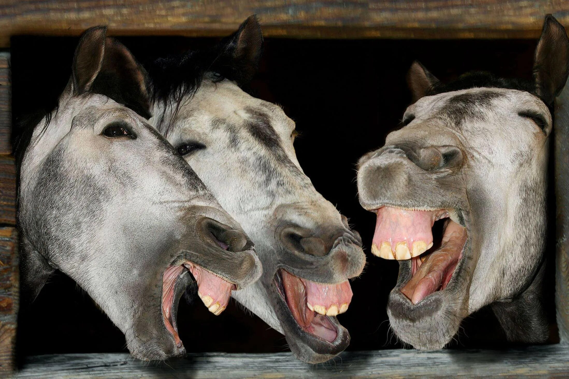 Лошадь ржет. Лошадь смеется. Три лошади ржут. Животные смеются. Смешно представить