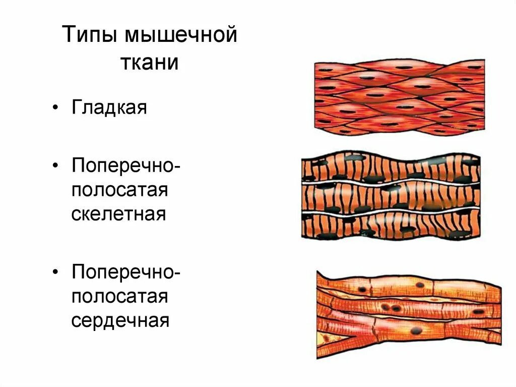 Сердечная мышечная ткань рисунок. Строение мышечных тканей( гладкая,поперечно полосатая, сердечная). Мышнчные таки глажкая и поперечнополосатая. Гладкая поперечно-полосатая и сердечная мышечная ткань таблица. Клетки скелетной поперечно-полосатой мышечной ткани.
