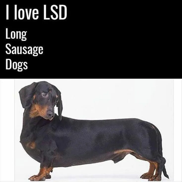 Long такса meme. Long Dog - Мем. Sausage Dog. I Love LSD long sausage Dog. Ronda s dog is not long перевод
