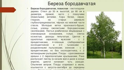 Береза классификация