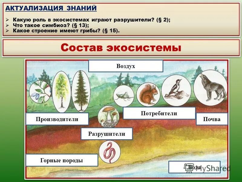 Производители потребители и разрушители органических веществ. Производители в экосистеме. Производители потребители Разрушители. Экосистема производители потребители Разрушители. Организмы в экосистеме.