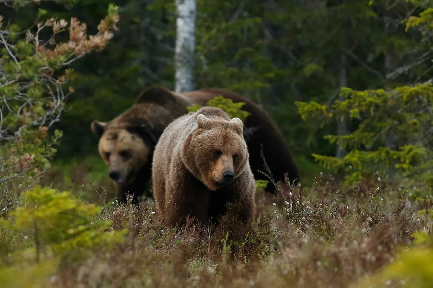 Бурый медведь хозяин тайги. Бурый медведь в тайге россии. Бурый медведь в тайге россии. Бурый медведь в тайге россии. Медведи в тайге.
