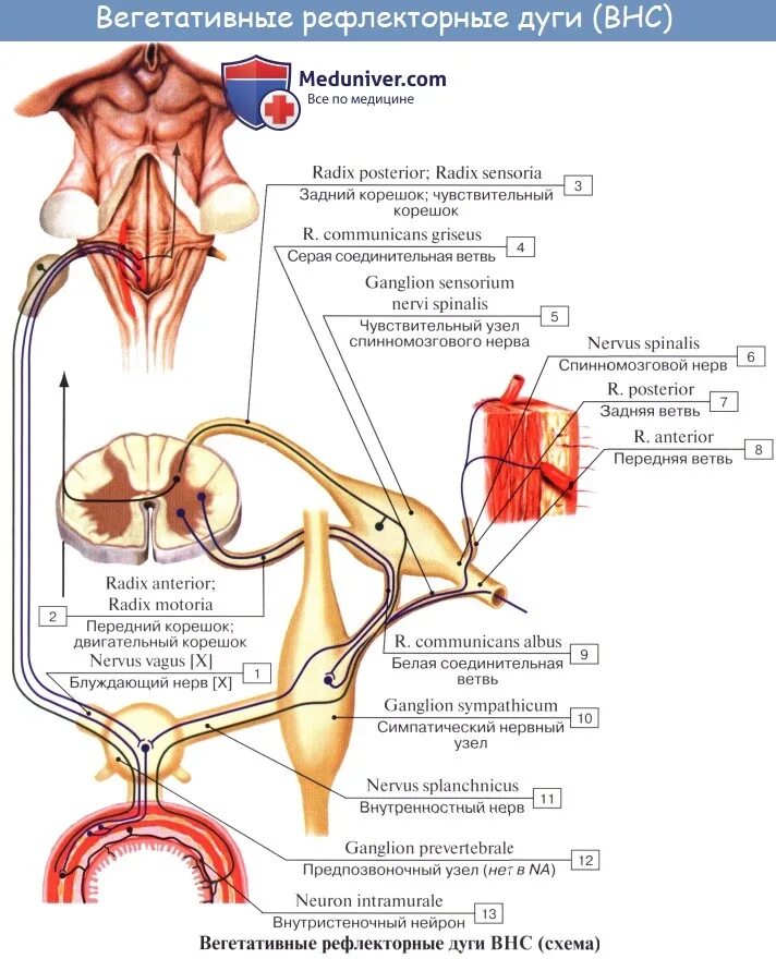 Дуги вегетативной нервной системы. Строение дуги вегетативного рефлекса. Соматическая трехчленная рефлекторная дуга.. Спинномозговой нерв рефлекторная дуга. Анатомо физиологический механизм рефлекторной дуги.