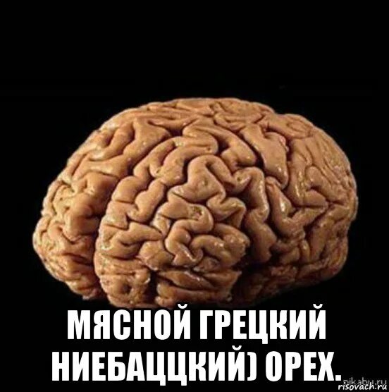 Почему орех похож на мозг. Грецкий орех мозг. орех мем. орешки мем. мозг орешек.