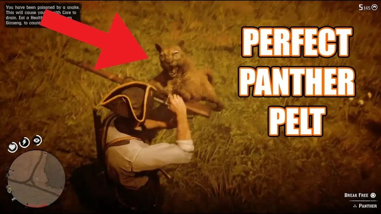 Превосходная пантера рдр 2. Red dead redemption 2 пантера. panther rdr2. red dead redemption 2 шкура пантеры. rdr 2 panther location.