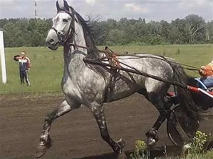 Авито лошади орловская. Орловский рысак жеребёнок. Пегий Орловский рысак. Жеребёнок породы Орловский рысак. Лошадь Орловский рысак Пегий.