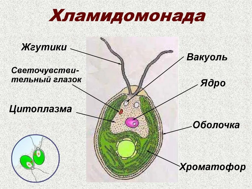 2 строение водорослей