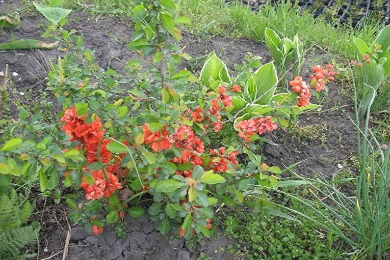 Айва японская посадка. Айва японская куст. Карликовая айва. Айва японская стелющаяся. Айва японская карликовая.