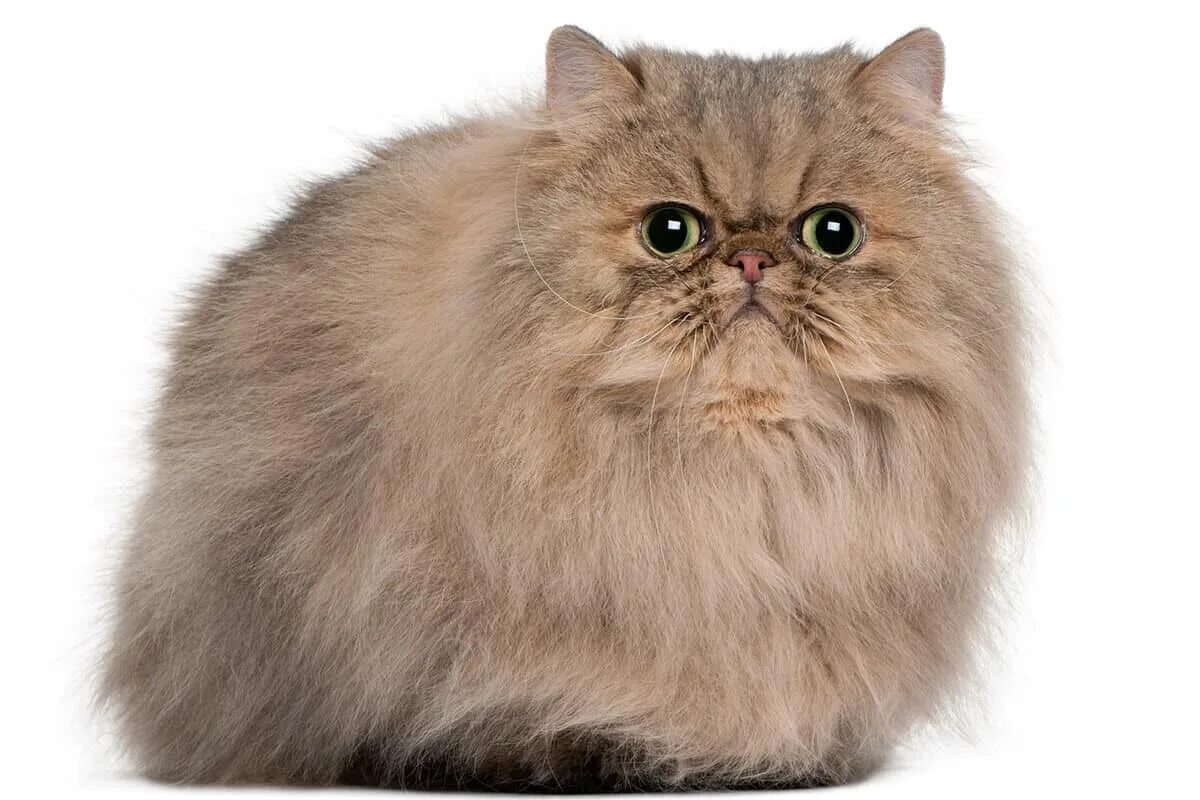 Метовые персы. Персидская длинношерстная кошка. Персидская длинношерстная шиншилла. Персидская кошка Манчкин. Персидская кошка лиловая.