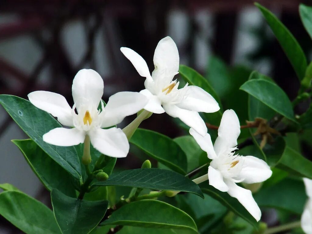Angeline flowers. Wrightia antidysenterica. Райтия Дубия Вайт. Райтия вариегатная. Райтия Малайзия.
