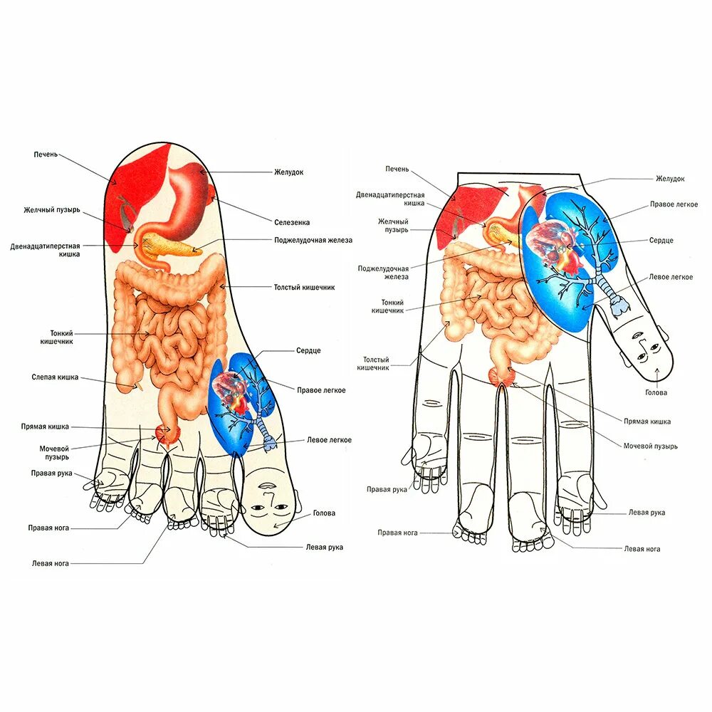 Рука хиромантия схема. Ладошки для вырезания. Схема ладони человека. Индивидуальные карточки для работы су-джок для детей. Схема рефлекторных зон на руках.