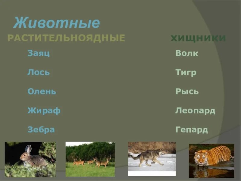 Картинки РАСТИТЕЛЬНОЯДНЫЕ ЖИВОТНЫЕ ПЕРЕЧИСЛИТЬ