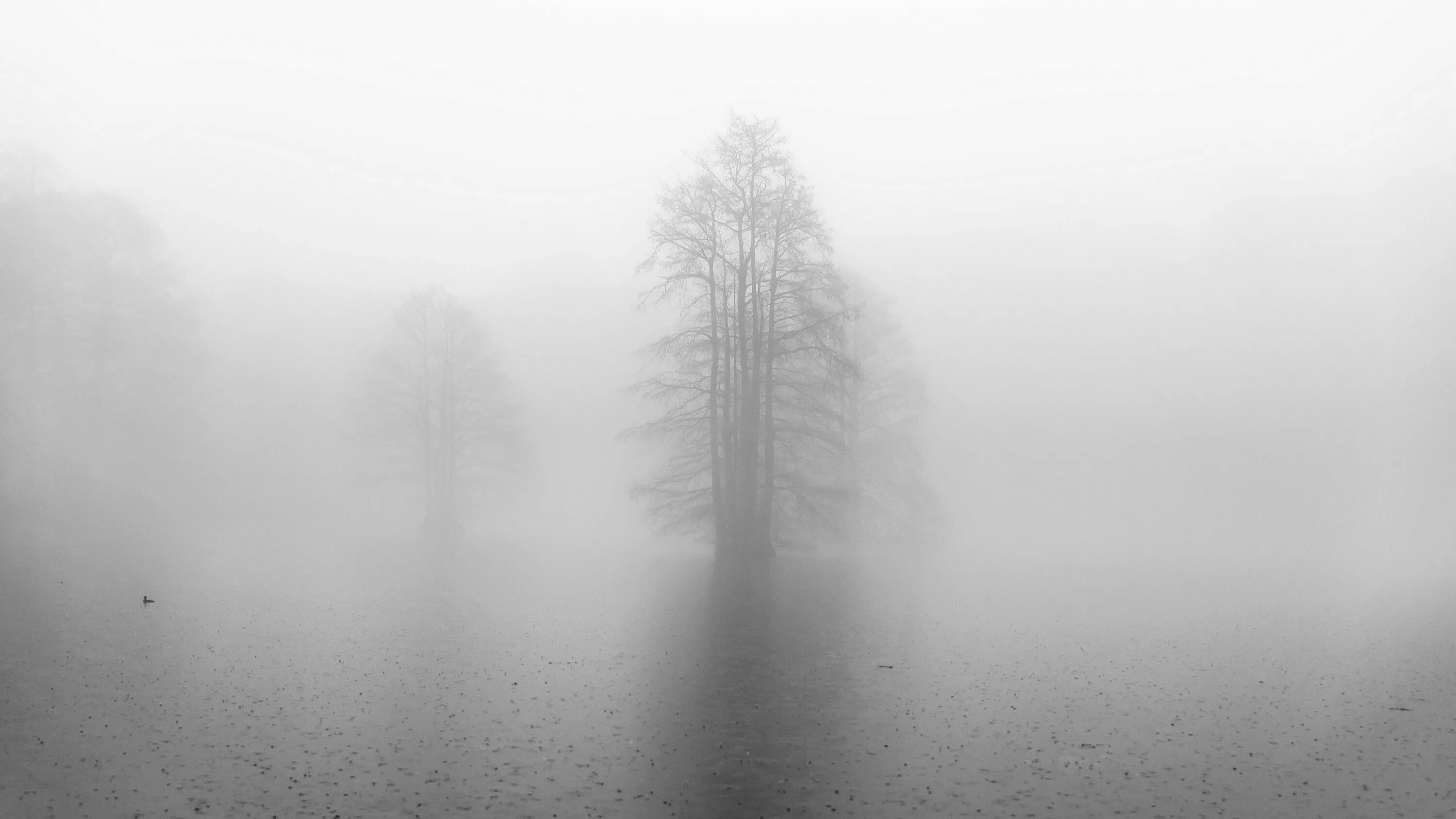 Туман без дождя. Серый туман. Дождевой туман. Дождь и туман. Туманный лес.