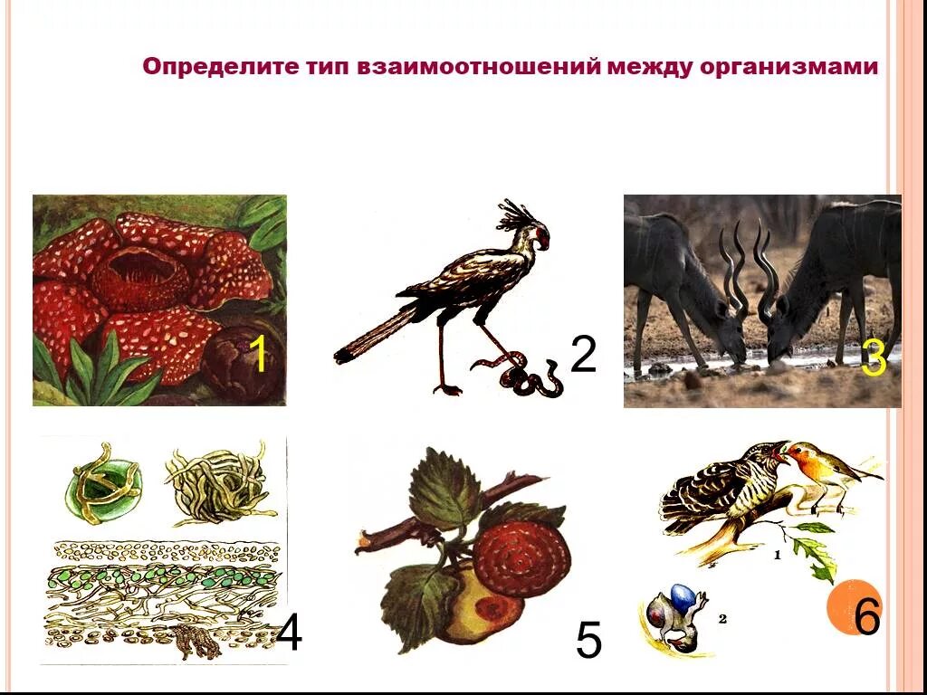 Живые организмы характер взаимоотношений. Взаимоотношения между организмами. Взаимодействие между организмами. Взаимосвязи между организмами в природе. Взаимоотношения между организмами задания.