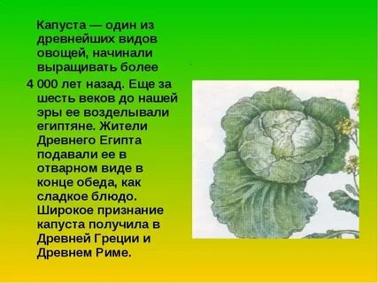 Предком культурных сортов капусты была