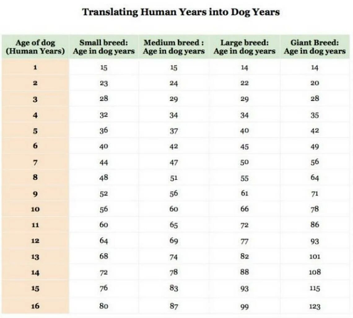 Возраст собаки по человеческим. Собачий Возраст по человеческим меркам. Возраст собаки по человеческим меркам таблица. Таблица возраста собак по человеческим меркам мелких пород.